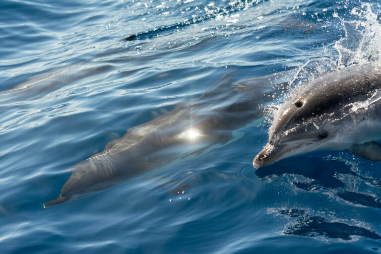 Dolphins in the water on a South Padre Island dolphin watch tour