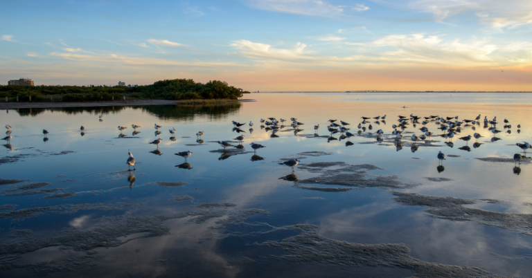South Padre Island bay and nature scenery